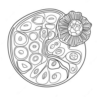 Plantecelle Diagram Farveside 10817-8868