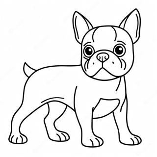 Boston Terrier Farvelaegning 16422-13838