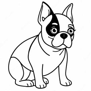 Boston Terrier Farvelaegning 16422-13839