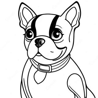 Boston Terrier Farvelaegning 16422-13840