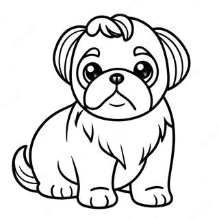 Shih Tzu Hvalp Farveside 19318-16142