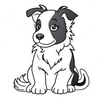 Border Collie Hvalp Farveside 43802-36436