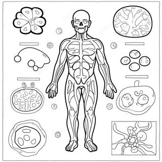 Immunsystem Diagram Farveside 46263-38531