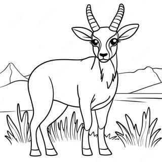 Antilope Farvelægningssider