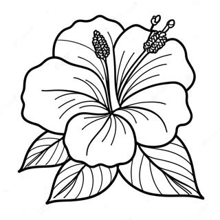 Hibiscus Farvelægningssider