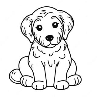 Goldendoodle Hvalp Farveside 7934-6444